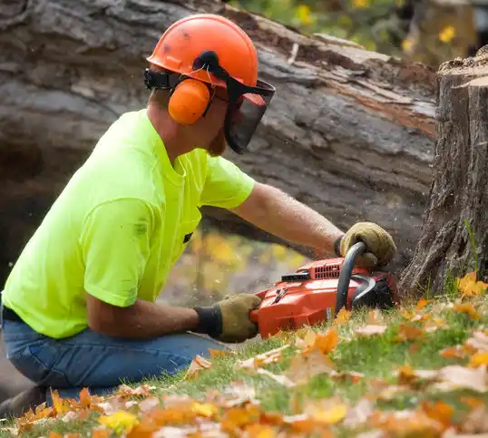 tree services Northville